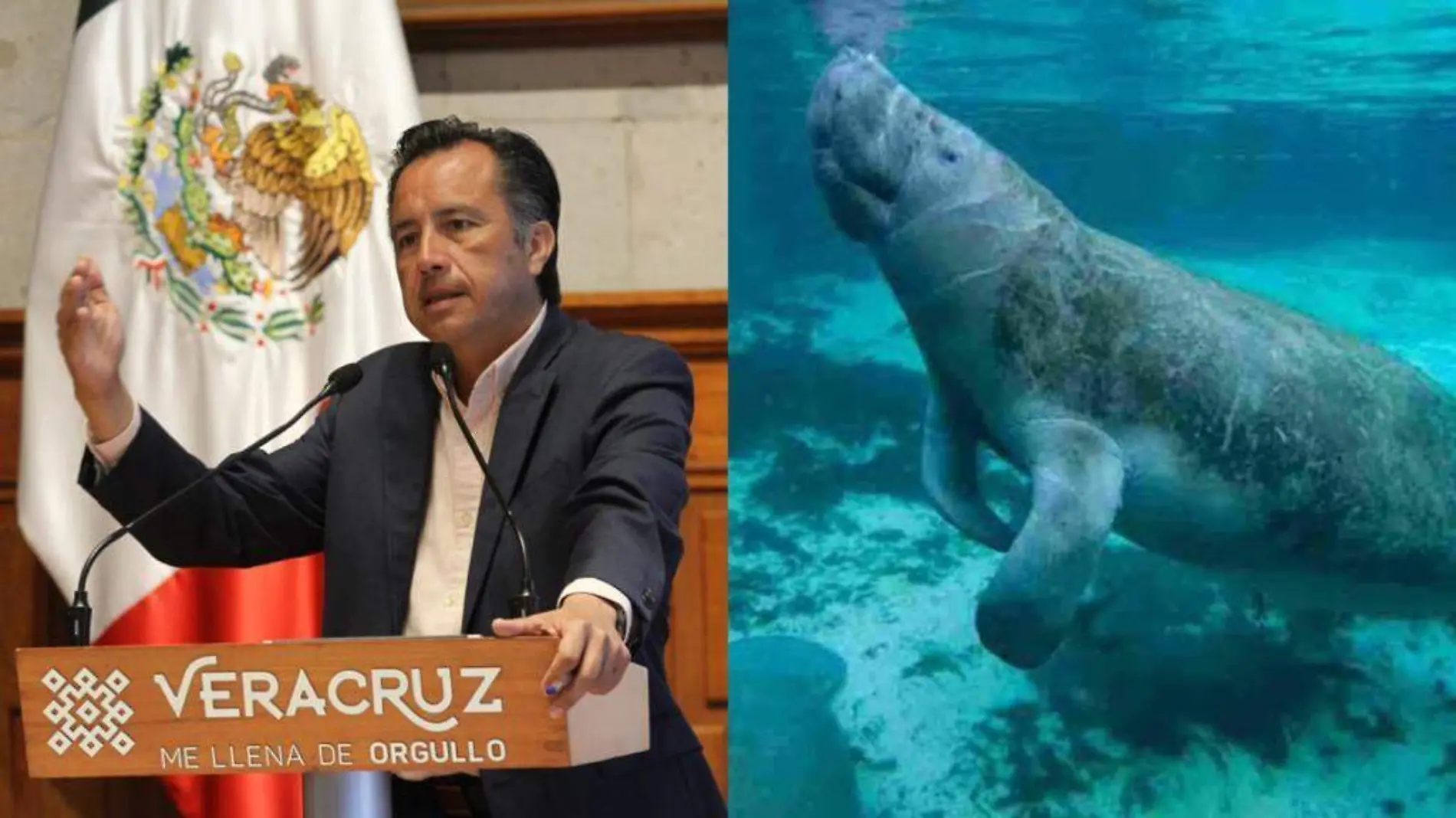 Gobernador dice que Acuario de Veracruz ocultó muerte de manatí